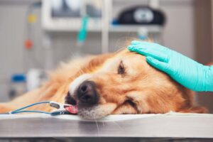 Dog in the animal hospital. Golden retriever lying on the operating room before surgery.