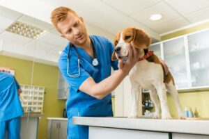 veterinary examing cute beagle dog at clinic